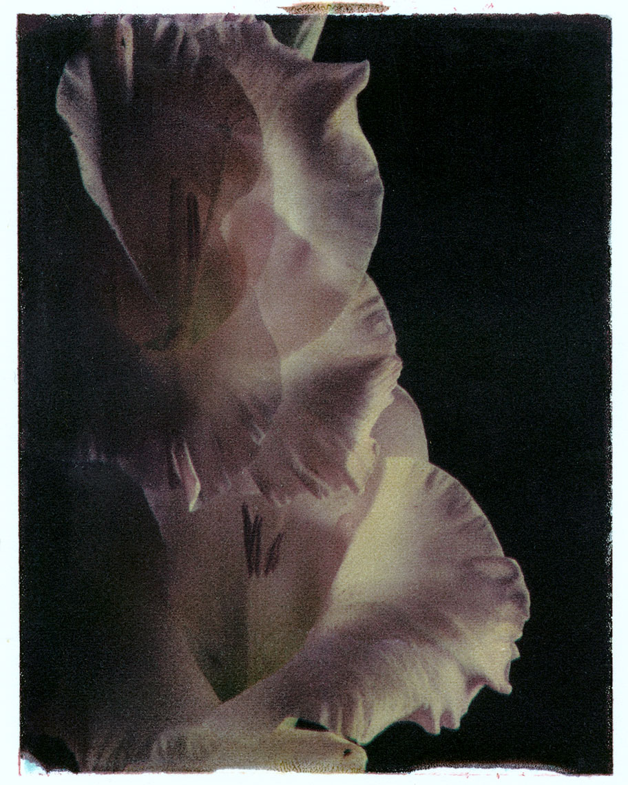 Polaroid Transfer of Gladiolus Flower. Personal Photography. Bob Polett Photography Lititz PA